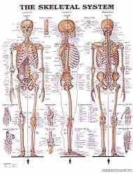 Human skeletal system chart is a perfect teaching aid