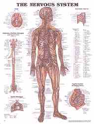 Last nerve chart you'll ever need