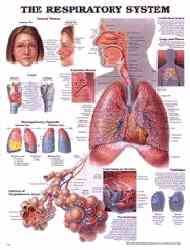 Anatomy of the human respiratory system