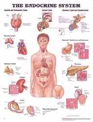 Ideal chart for endochrinologists, other health professionals