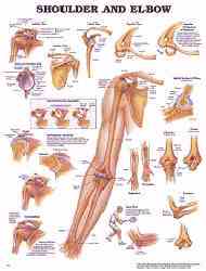 Charts of extremities are extremely informative