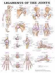 Anatomical chart of the ligaments of the human body