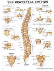 Spineless? Fix that by getting one of these great charts
