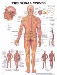 Nerves of the human spine