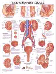 Human urinary tract pictured and explained