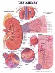 Perfect educational aid for teaching lessons on the kidneys