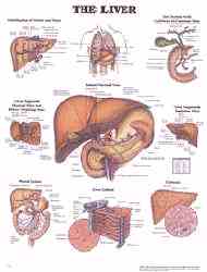 Anatomy of the human liver