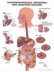 Gastro Chart