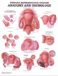 The The Female Reproductive System Anatomical Chart