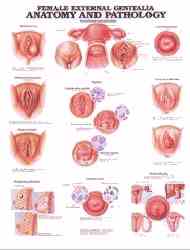 Human Reproductive System Anatomical Charts - Anatomy Posters