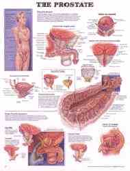 Prostate chart is ideal for patient education