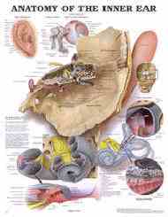 Human ear anatomy