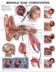 Human ear pathology and disorders