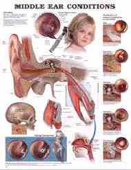 Ear Nose Throat Anatomy Chart