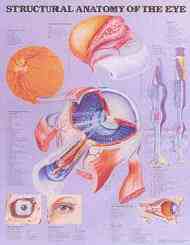 Anatomy of an eyeball