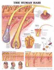 Helps explain how human hair grows