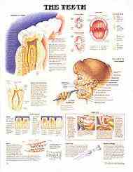 Anatomical Chart of the Teeth