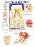 Dentists use these to explain proper care, procedures