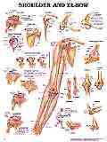 Attorneys use our charts to explain personal injuries