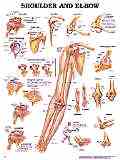 Attorneys use our charts to explain personal injuries