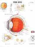 An inside look at an eyeball