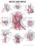 Anatomy of the head and neck