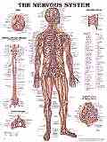 Anatomical charts are laminated to promote long usage