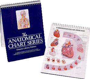 The Anatomical Chart Series