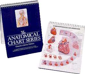 Anatomical Chart Series