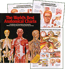 The World S Best Anatomical Chart Series