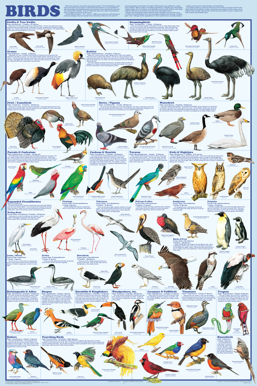 Avian Raptors Poster - the Birds of Prey: Hawk, Eagle, Buzzard, Falcon and  more.