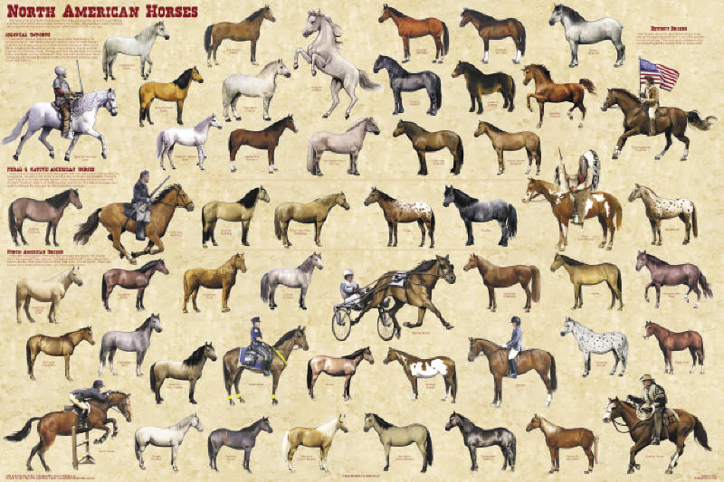 horses around the world poster horse posters pictures prints the horse 800x533