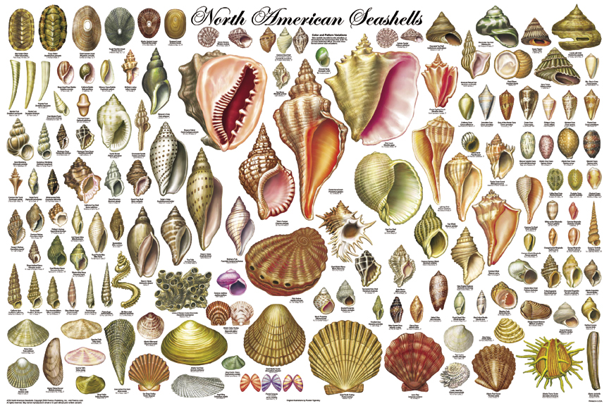 Sea Shells I.D. Poster - Ocean Life Posters, Pictures, Prints