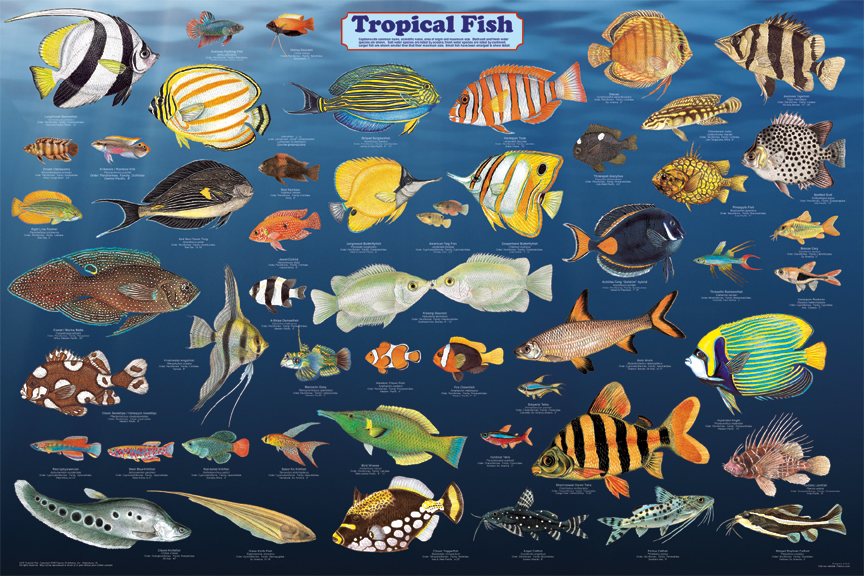 http://www.science-store.com/ga65-sealife/posters/tropical_fish.jpg