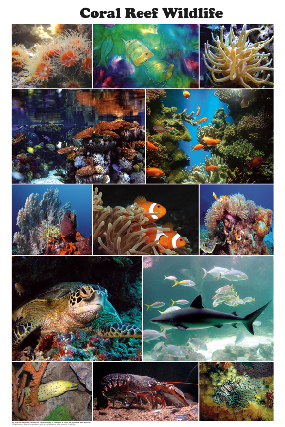 Coral Reef Wildlife Poter