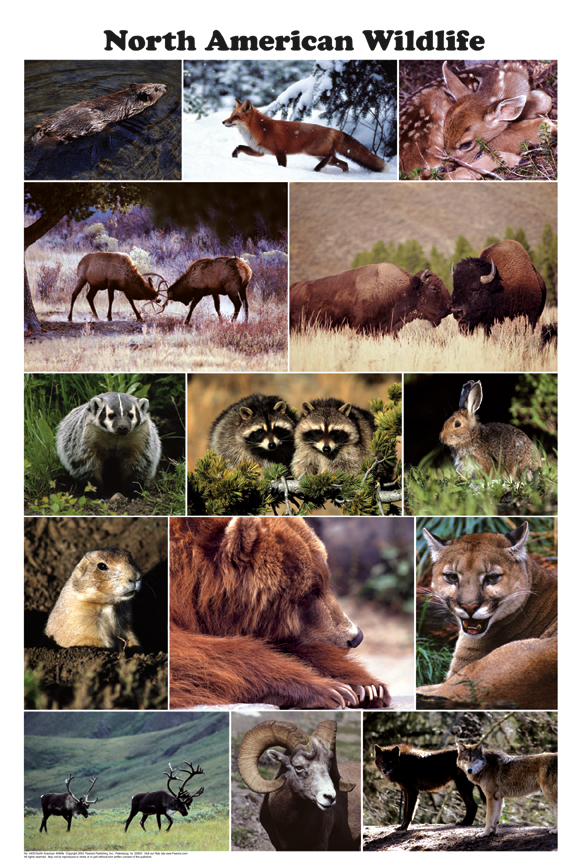 North American Wildlife Poster