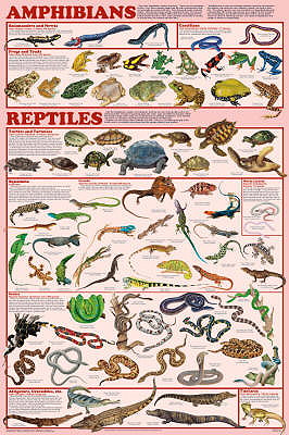 Amphibian and Reptile Orders