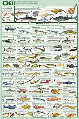 Mammal Orders poster shows 98 species.