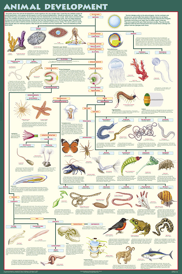 Animal Development Poster