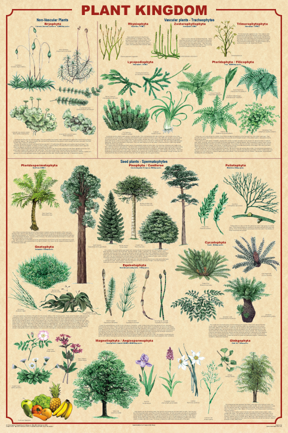 Plant Kingdom Poster