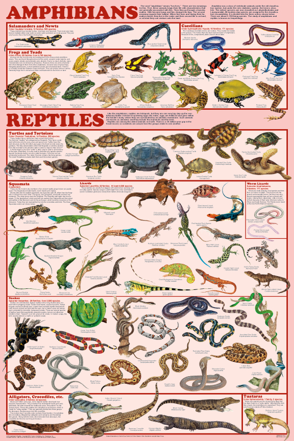 are all amphibians reptiles