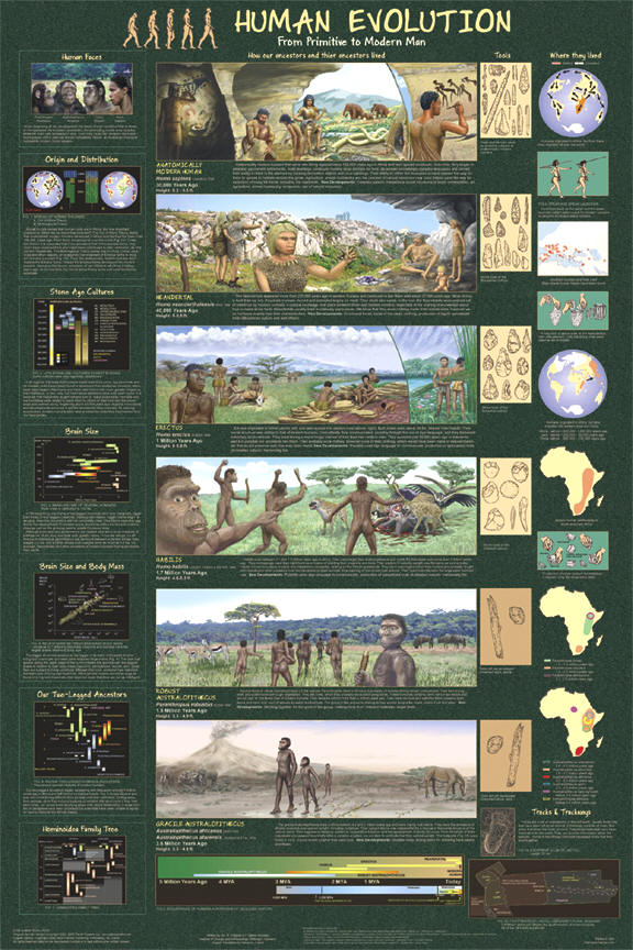 Human Evolution Poster