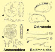 index fossils